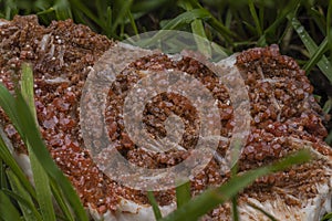 Vanadinite ore sample in the middle of the grass