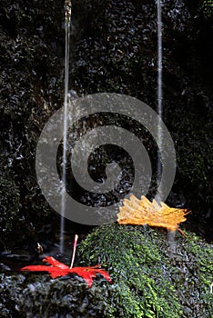 Vanchin river. Autumn. Red-yellow leaf 2.