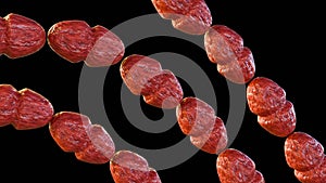 Vancomycin-resistant Enterococcus or VRE, Enterococcus faecalis photo