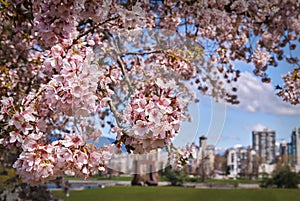 Vancouver Cherry Blossoms