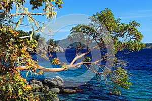 Vancouver Island, Arbutus Tree over Deep Blue Water at East Sooke Park, British Columbia