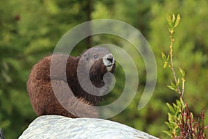 Vancouver Island Marmot, Marmota vancouverensis,  Mount Washington, Vancouver Island, BC, Canada