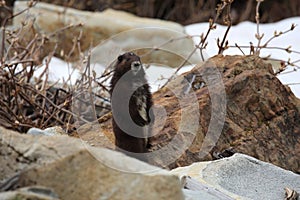 Vancouver Island Marmot, Marmota vancouverensis,  Mount Washington, Vancouver Island, BC, Canada