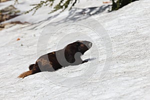 Vancouver Island Marmot(Marmota vancouverensis) Mount Washington, Vancouver Island, BC, Canada