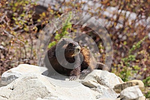 Vancouver Island Marmot(Marmota vancouverensis) Mount Washington, Vancouver Island, BC, Canada