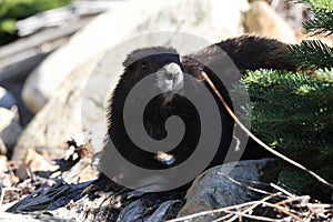 Vancouver Island Marmot(Marmota vancouverensis) Mount Washington, Vancouver Island, BC, Canada