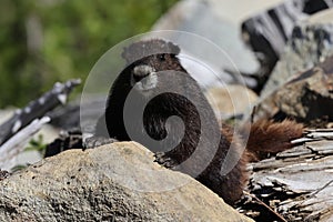 Vancouver Island Marmot(Marmota vancouverensis) Mount Washington, Vancouver Island, BC, Canada