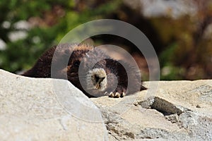 Vancouver Island Marmot(Marmota vancouverensis) Mount Washington, Vancouver Island, BC, Canada