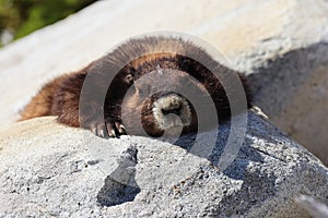 Vancouver Island Marmot(Marmota vancouverensis) Mount Washington, Vancouver Island, BC, Canada