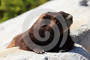 Vancouver Island Marmot(Marmota vancouverensis) Mount Washington, Vancouver Island, BC, Canada