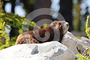 Vancouver Island Marmot(Marmota vancouverensis) Mount Washington, Vancouver Island, BC, Canada