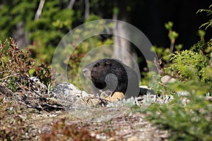 Vancouver Island Marmot(Marmota vancouverensis) Mount Washington, Vancouver Island, BC, Canada