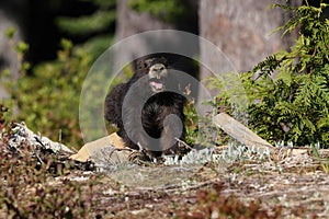 Vancouver Island Marmot(Marmota vancouverensis) Mount Washington, Vancouver Island, BC, Canada