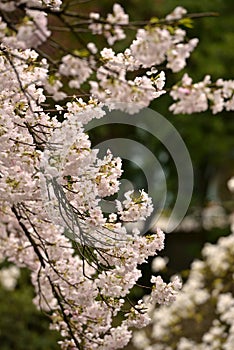 Vancouver Spring Cherry Blossoms.Canada