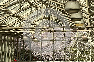 Vancouver Spring Cherry Blossoms.Canada