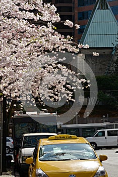 Vancouver Spring Cherry Blossoms.Canada