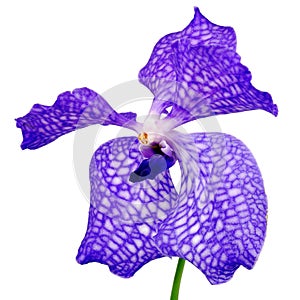Vanda - blue orchind flower