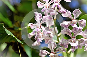 Vanda Burgeffii`s beautiful painted flowers