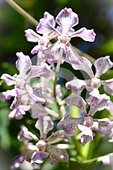 Vanda Burgeffii`s graceful flowers in the garden