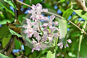 Vanda Burgefii with flowers on the tree