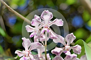 Vanda Burgefii`s beautiful flowers in the garden