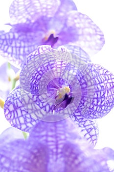 Vanda Coerulea, Blue orchid