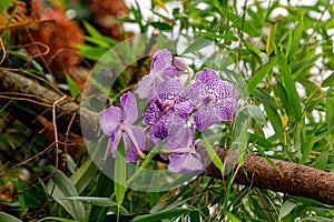 Vanda coerulea, blue orchid in the summer garden