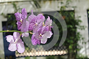 Vanda coerulescens background photo, Asian species, sky-blue vanda orchid, Introduced ornamental species photo