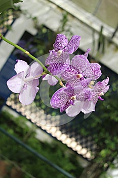 Vanda coerulescens details photo, Asian species, sky-blue vanda orchid, Introduced ornamental species photo