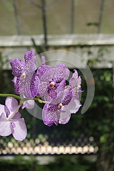 Vanda coerulescens details photo, Asian species, sky-blue vanda orchid, Introduced ornamental species photo