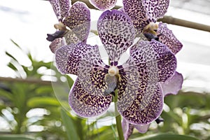 Vanda Deep Purple Spot Orchid