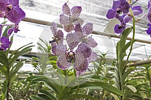 Vanda Deep Purple Spot Orchid Garden photo