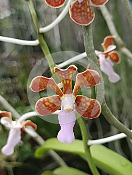 Vanda Limbata Orchid