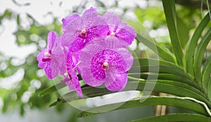 Vanda Madame Wirat dr.Anek pink orchid flowers. A beautiful bunch of Orchid flowers closes up in the garden