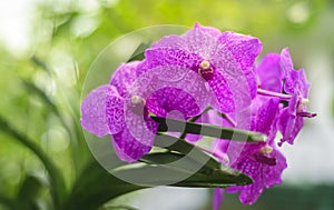 Vanda Madame Wirat dr.Anek pink orchid flowers.Vanda Madame Wirat dr.Anek pink orchid flowers. A beautiful bunch of Orchid flowers