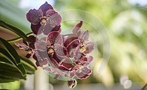 Vanda Madame Wirat dr.Anek reddish-brown orchid flowers