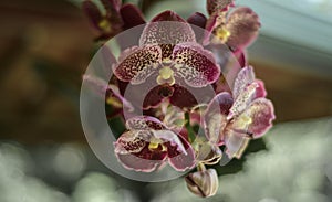 Vanda Madame Wirat dr.Anek reddish-brown orchid flowers. Beautiful bunch of flowers with a lifespan of over two months