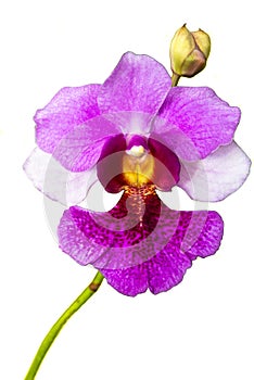 Vanda Miss Joaquim