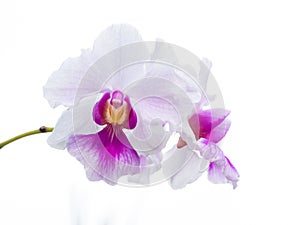 Vanda Miss Joaquim orchid