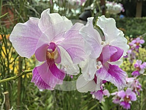 Vanda Miss Joaquim Orchid