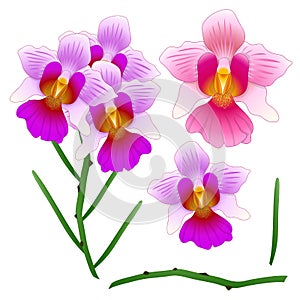 Vanda Miss Joaquim Orchid. Singapore National Flower. isolated on White Background. Vector Illustration.