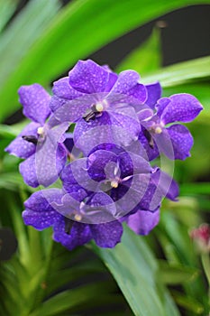 Vanda orchid