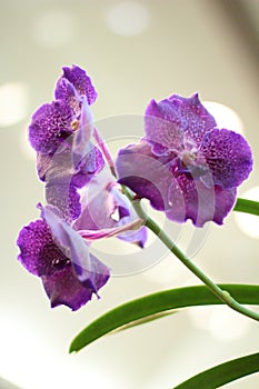 Vanda orchid