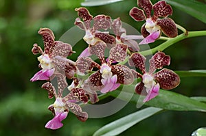 Vanda orchid