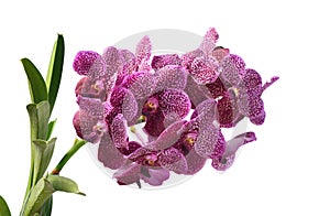 Vanda orchid