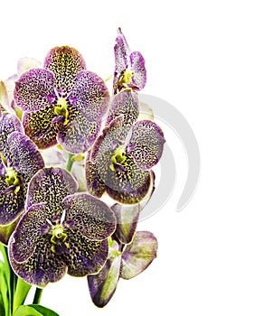 Vanda Orchid