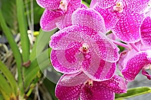 Vanda orchid blooming