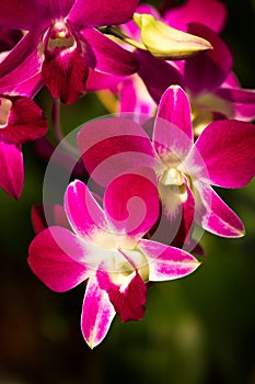 Vanda orchid in chiangmai Thailand