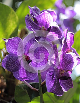 Vanda orchid flower.