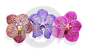 Vanda orchid flowers